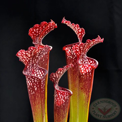 Sarracenia × 'Farnhamii'