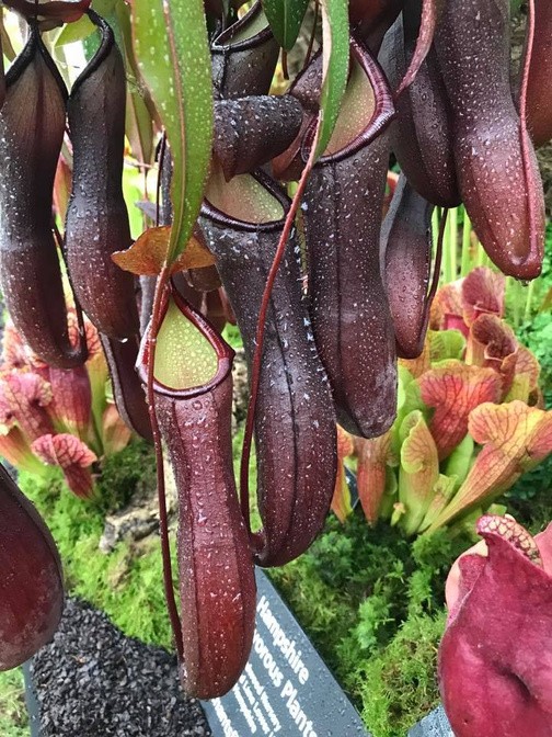 Nepenthes 'Rebecca Soper'