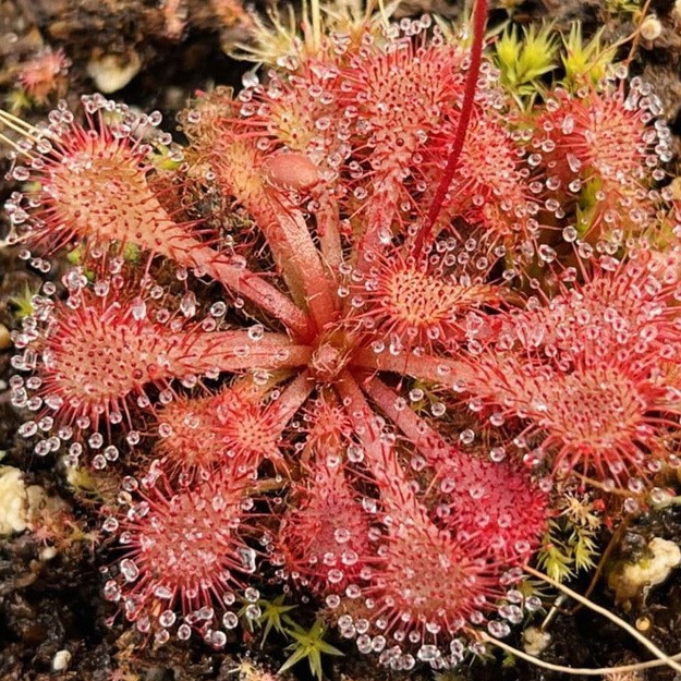Drosera spatulata