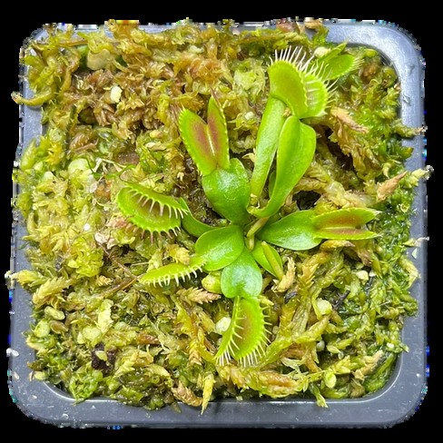 Dionaea muscipula